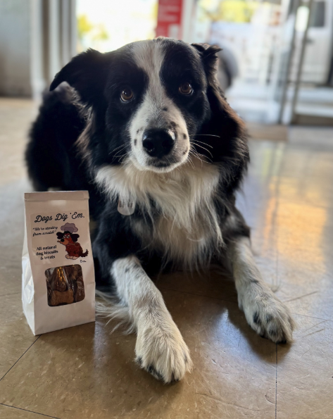 Border Collie sitting inside a shop with a bag of treats.